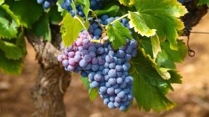 Ćwiczenia duchowe: Zaproszenie do pracy w winnicy Radio FARA